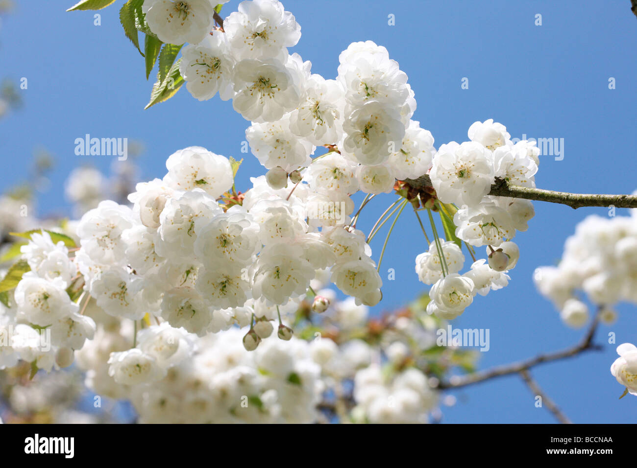 Gean double fleur avec ses grappes tombantes blanc caractéristique une belle cherry tree Banque D'Images