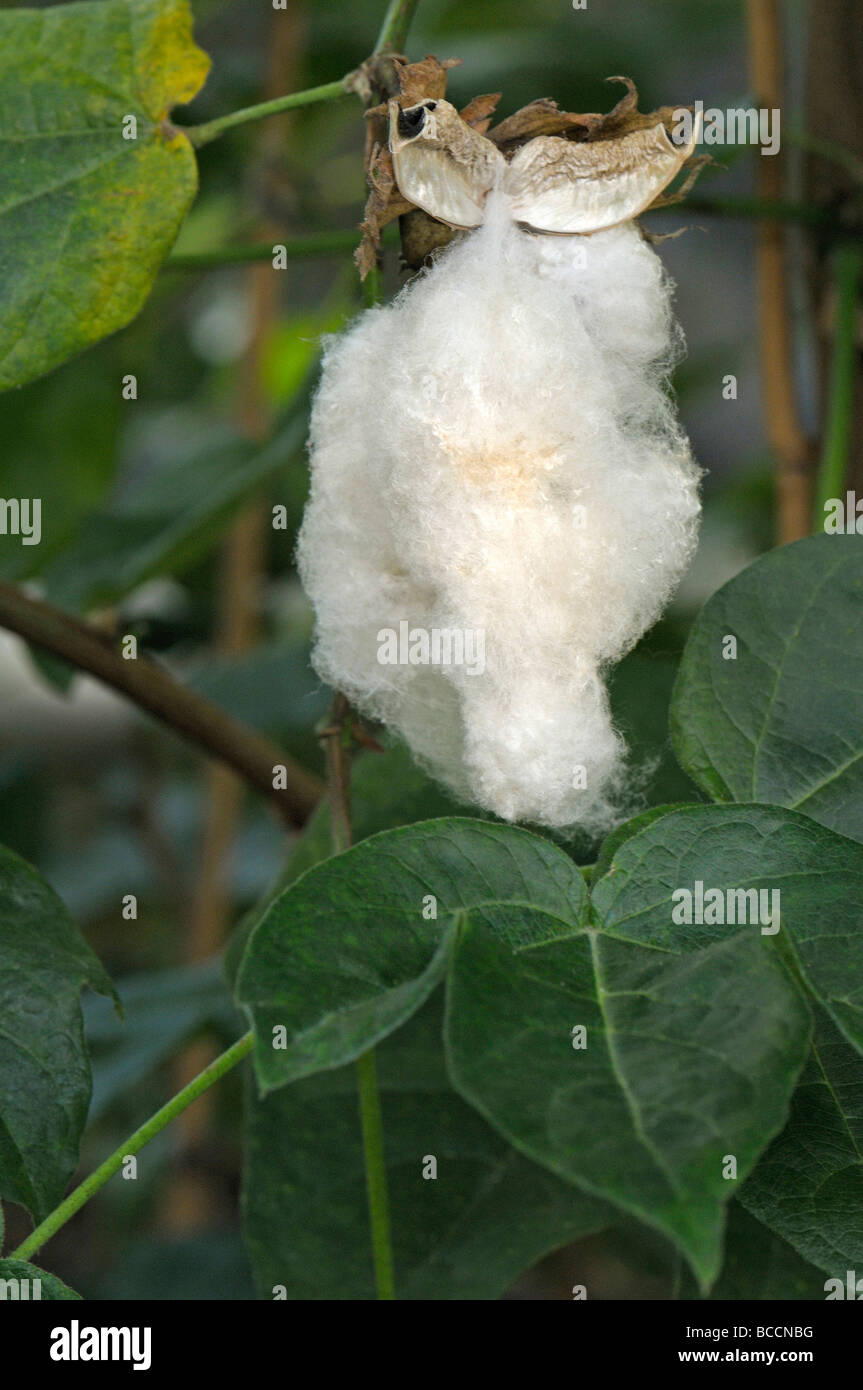 L'île de la mer, coton Pima Cotton (Gossypium barbadense). Fruit ouvert avec fibres boll Banque D'Images