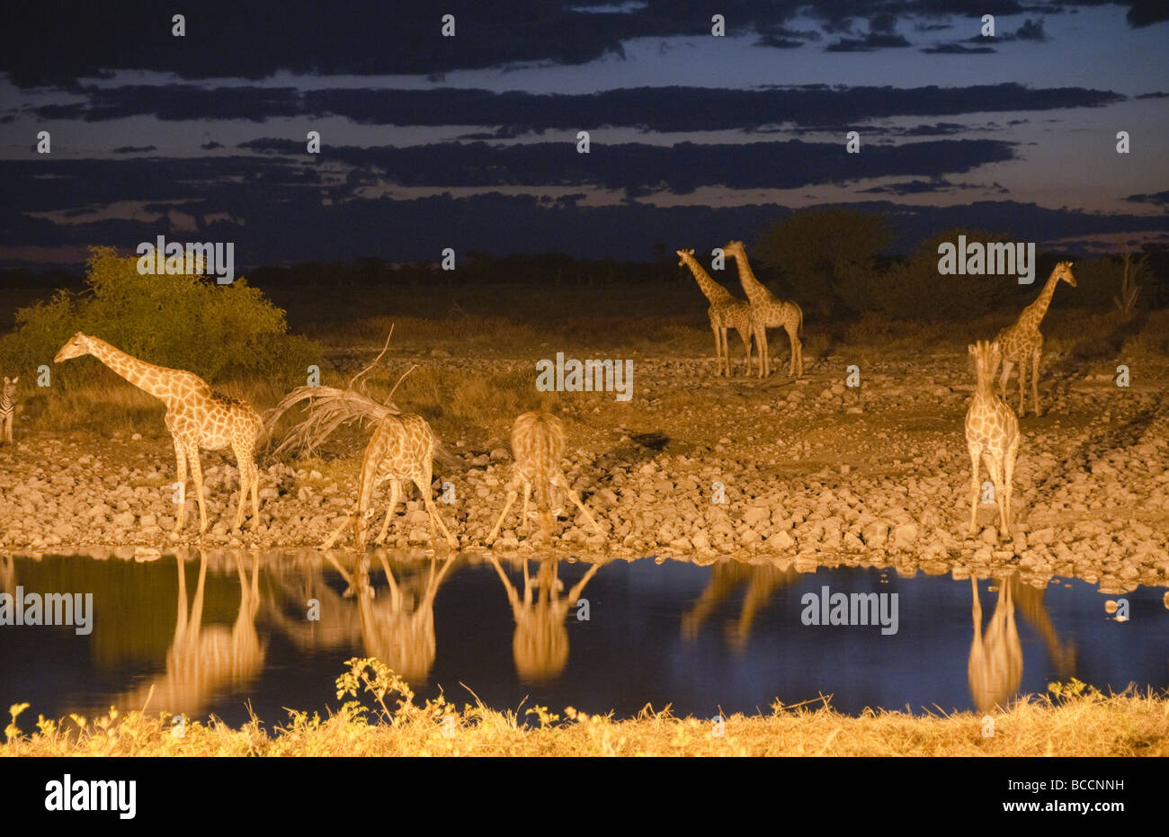 Les Girafes (Giraffa camelopardalis) qui se profile au coucher du soleil dans le parc national d'Etosha en Namibie Banque D'Images