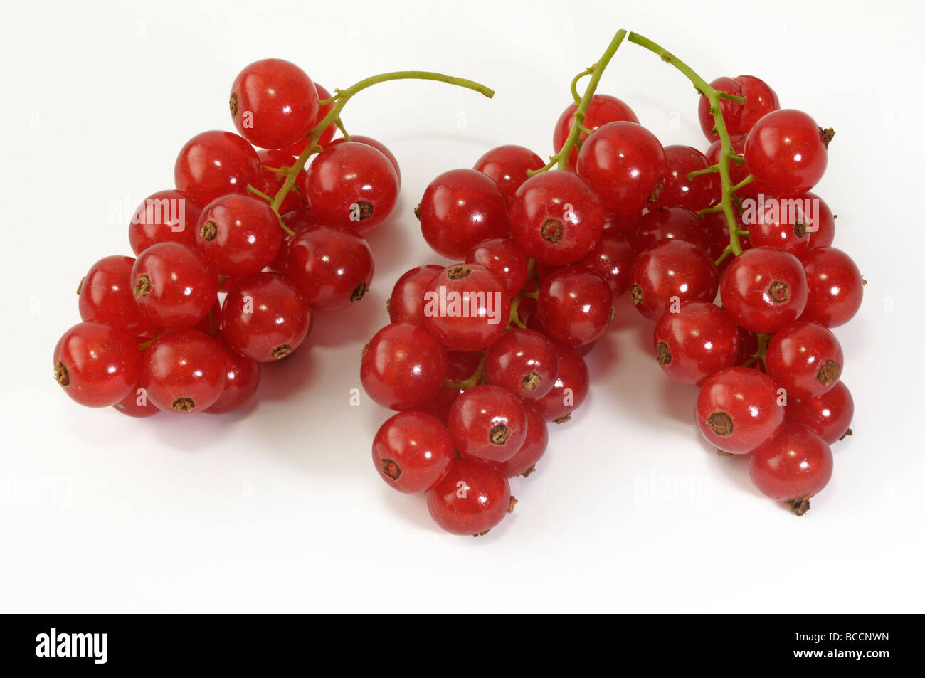Groseille (Ribes rubrum), fruits mûrs, studio photo Banque D'Images