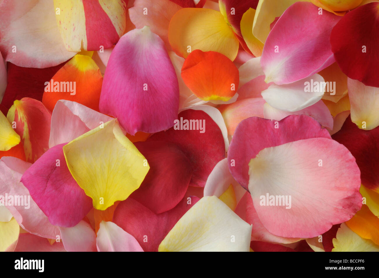 Rose (Rosa hybrid), pétales colorés vu de dessus Banque D'Images