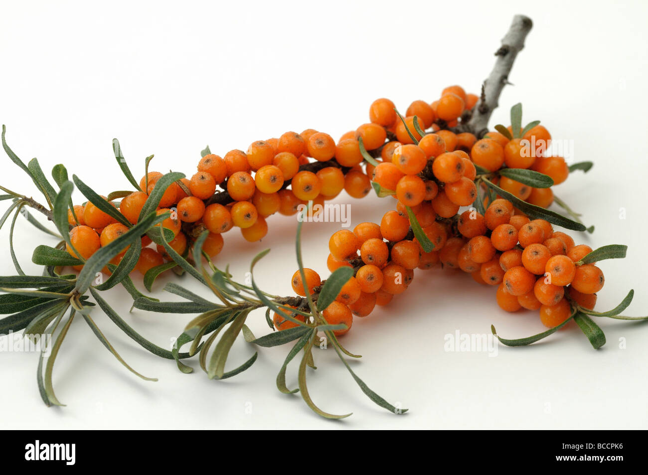 L'argousier (Hippophae rhamnoides), branche avec fruits mûrs, studio photo Banque D'Images