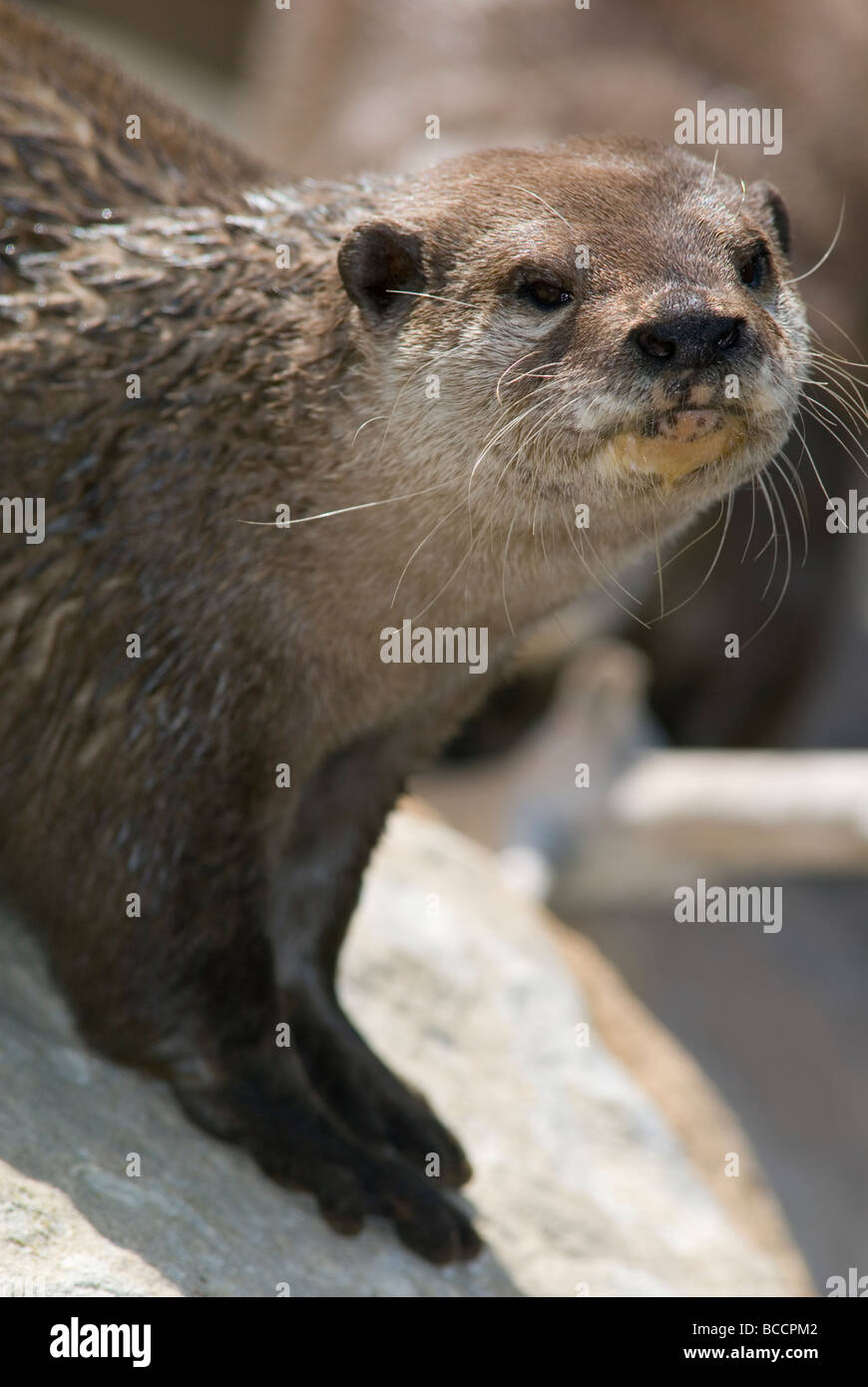 Fixée d'asie-griffé Otter (Aonyx cinerea) au Santa Barbara Zoo. Banque D'Images