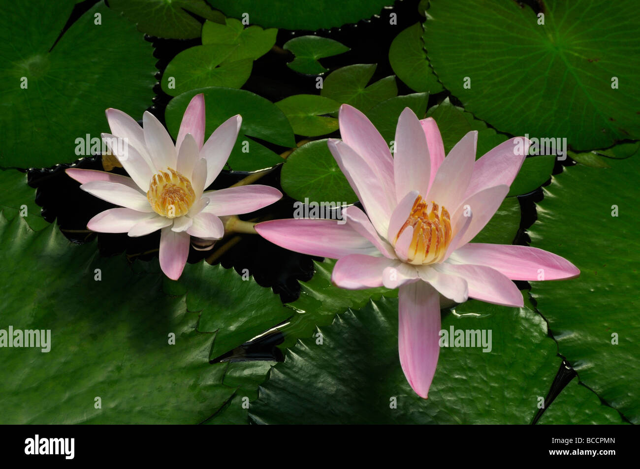 Nénuphar rose (Nymphaea stellata var. rosea), deux fleurs Banque D'Images
