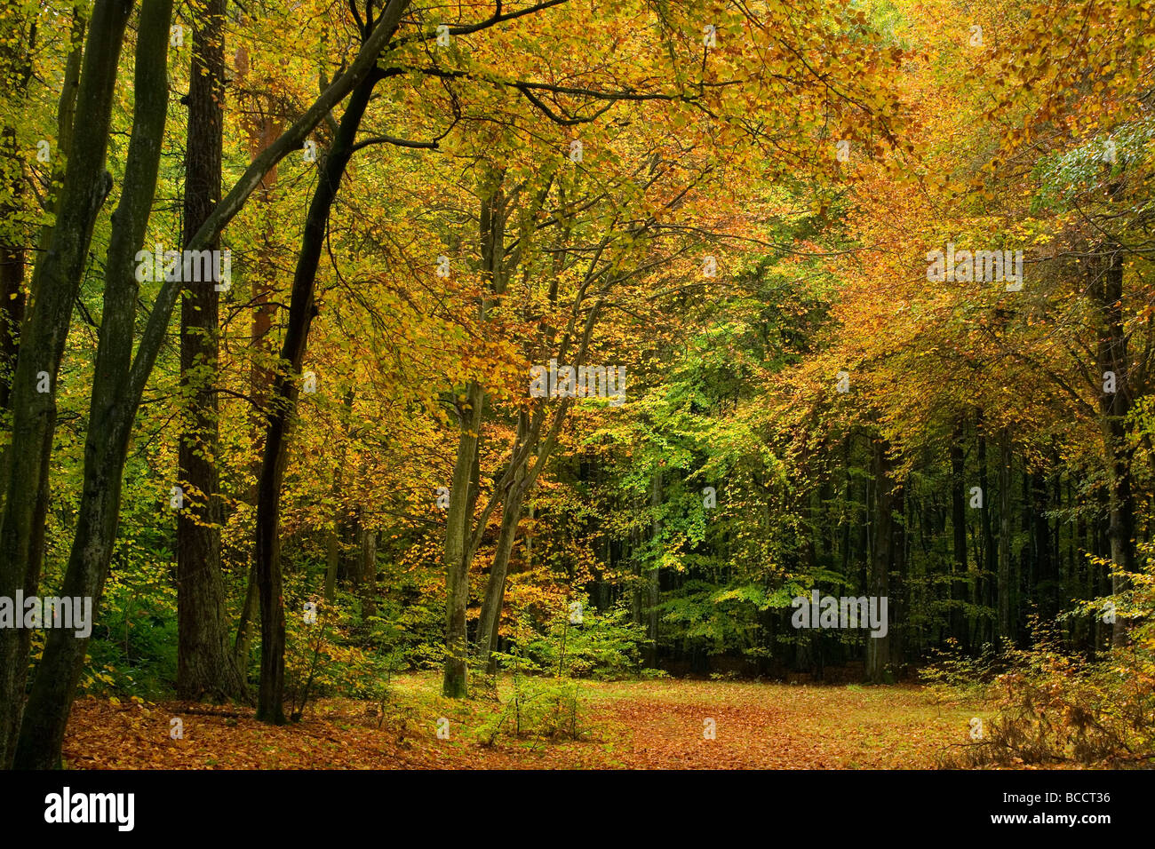 Les hêtres en automne en couleur bois Rishbeth partie de la forêt de Thetford, Norfolk, Angleterre Banque D'Images