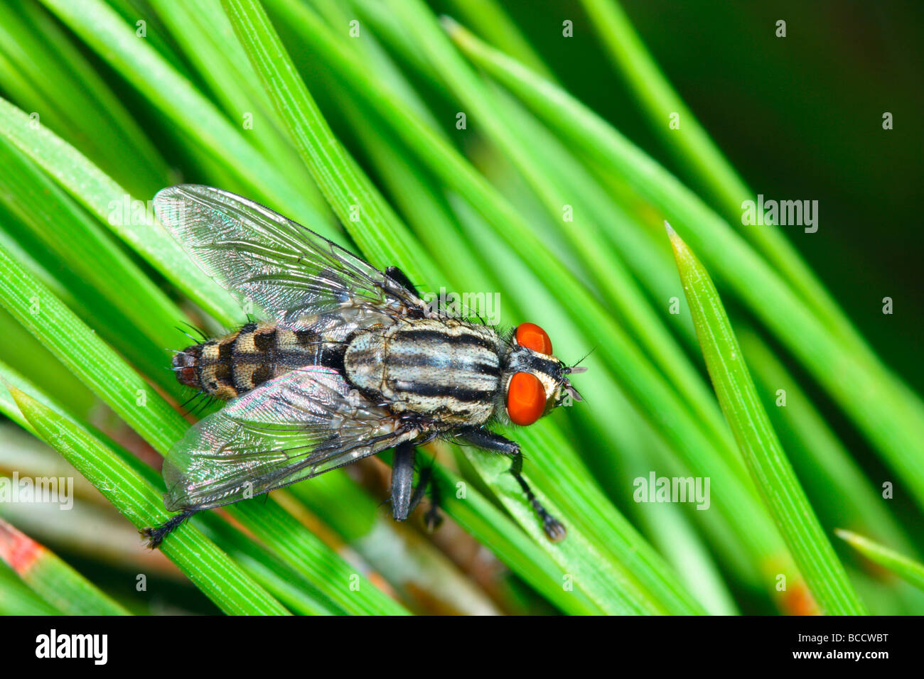 Sarcophaga carnaria mouche à viande () sur les aiguilles de pin Banque D'Images