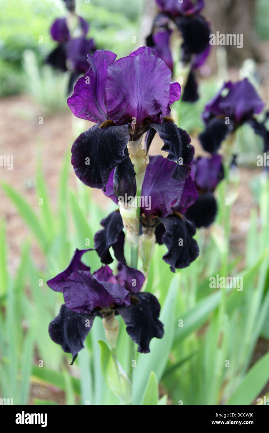 Iris 'Black Swan', Iris chrysographes, Iridaceae Banque D'Images