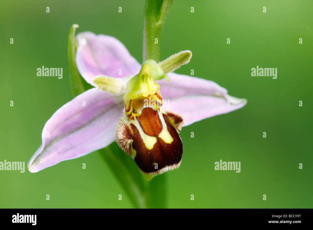 'Bee Orchid' [Ophrys apifera], 'close up' Fleur détail, England, UK Banque D'Images