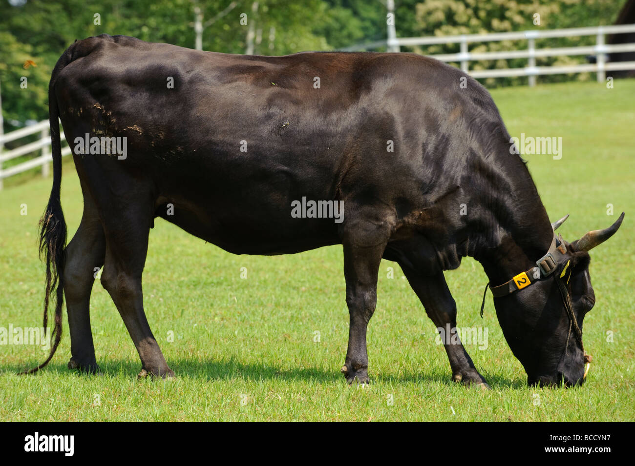 Tajima Kobé vaches dans un champ à Tajima Farm Park, préfecture de Hyogo, Japon, les 26 juin 2009. Banque D'Images
