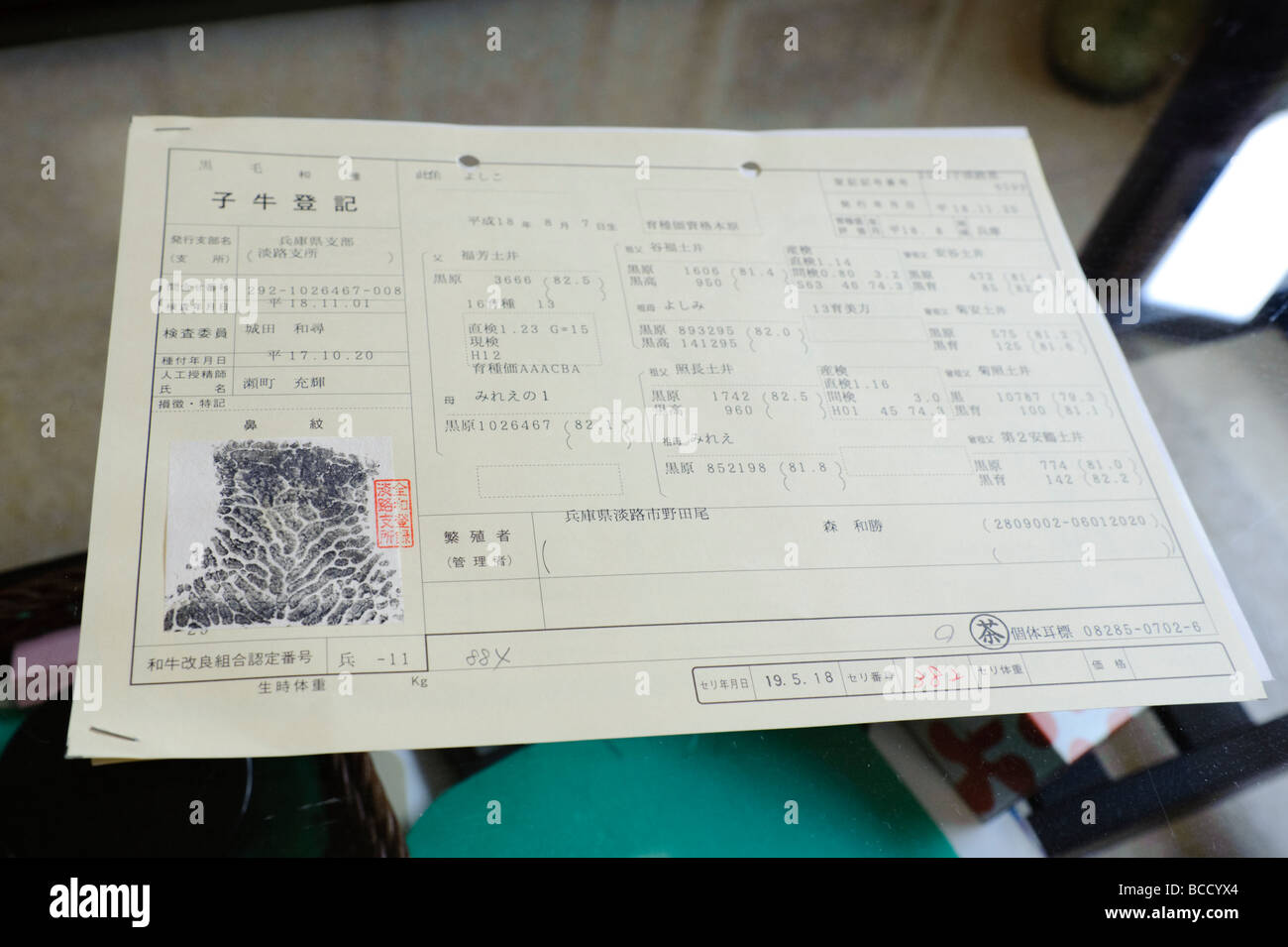 Un bœuf Kobe certificat indiquant l'unique vache imprimer nez Maruse Inc., de l'élevage, préfecture de Hyogo, Japon le 25 juin 2009. . Banque D'Images