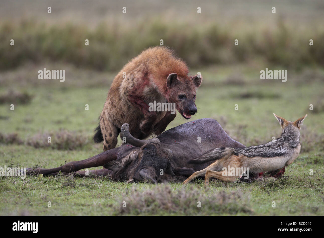 L'Hyène tachetée (Crocuta crocuta) chasser le chacal à dos noir (Canis mesomelas) de tuer. Masai-Mara Parc National. Au Kenya. Banque D'Images