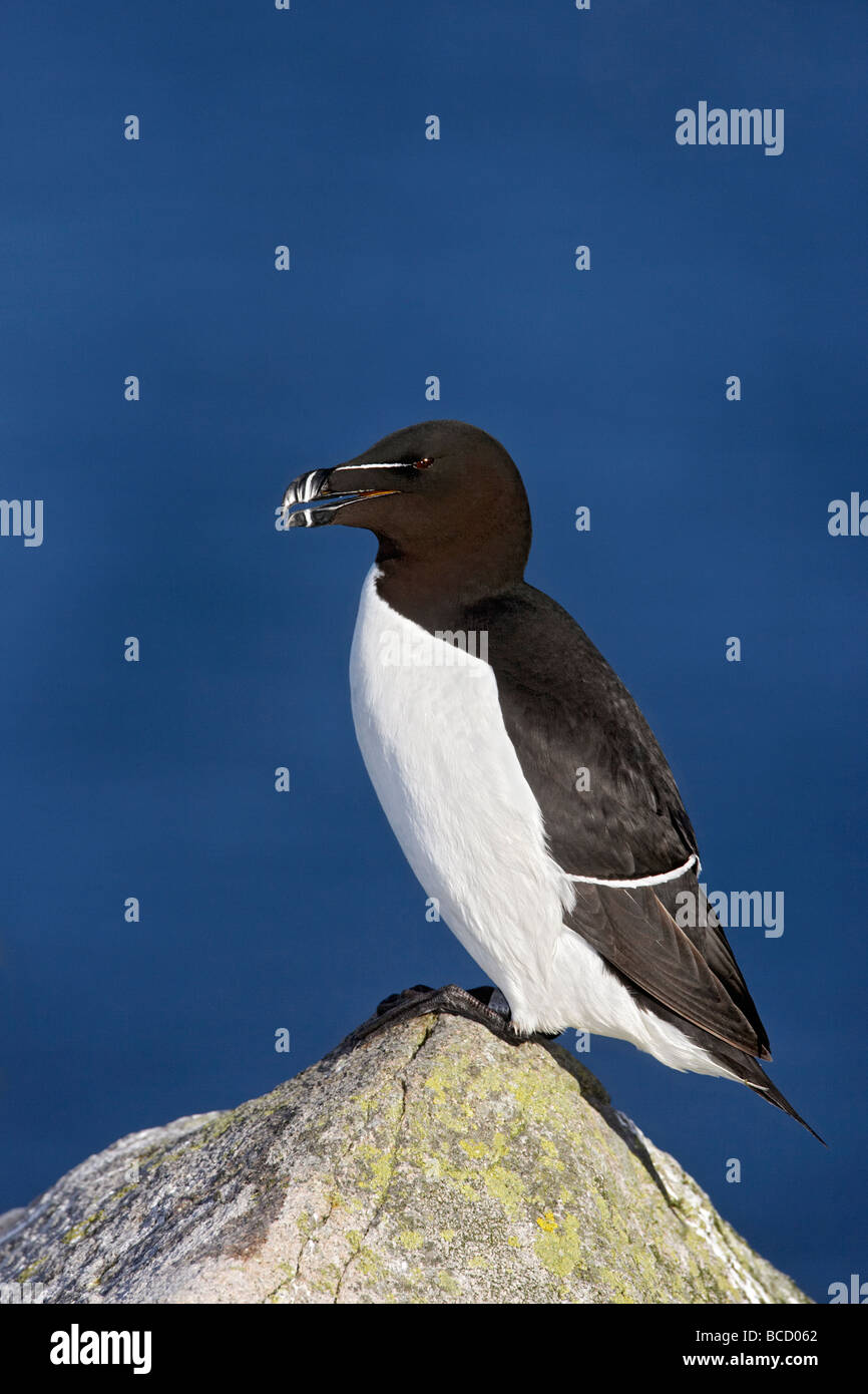 Petit pingouin (Alca torda) Îles Saltee. Co.Wexford. L'Irlande Banque D'Images