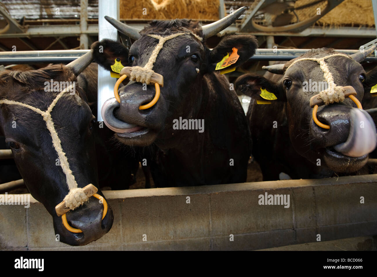 Ushi Tajima les vaches à l'élevage Maruse Inc., préfecture de Hyogo au Japon, le 25 juin 2009. Banque D'Images