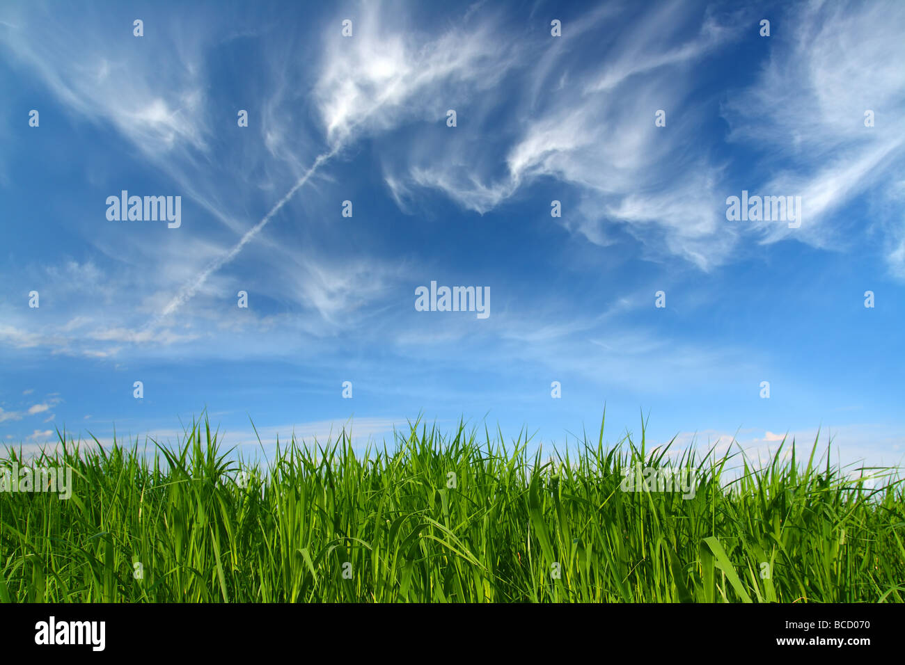 L'herbe verte sous ciel bleu avec des nuages légers venant Banque D'Images