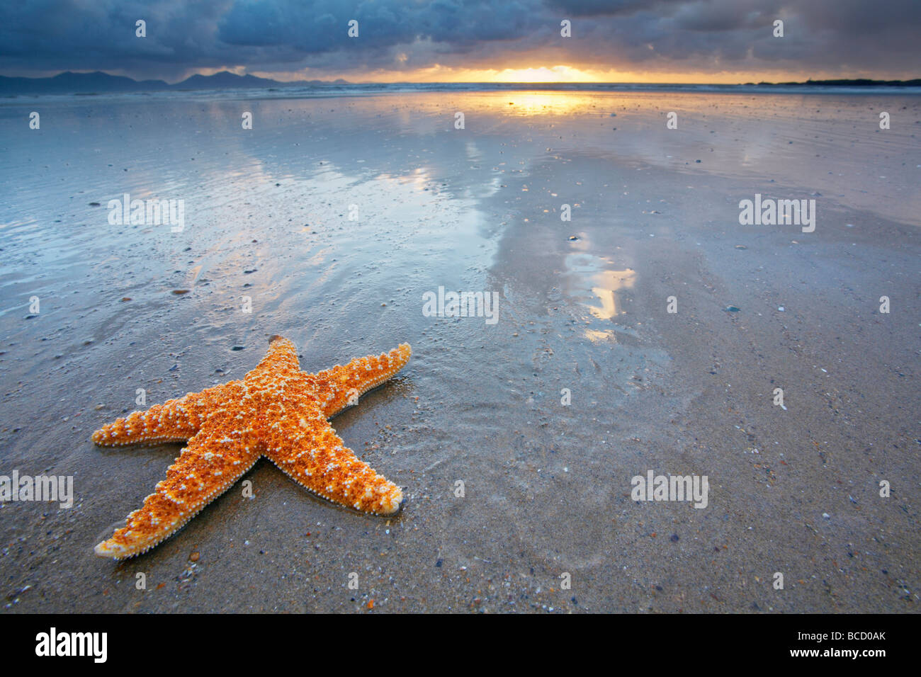 L'étoile de mer commune (Asterias rubens) sur la plage (mise en scène). Anglesey. Gwynedd. Pays de Galles Banque D'Images