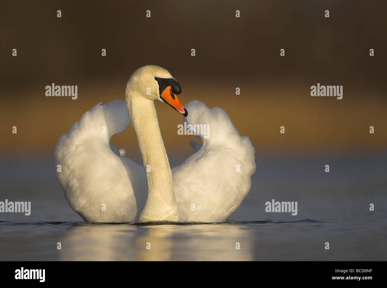 Mute Swan (Cygnus olor) mâle en posture agressive. Le Leicestershire Banque D'Images