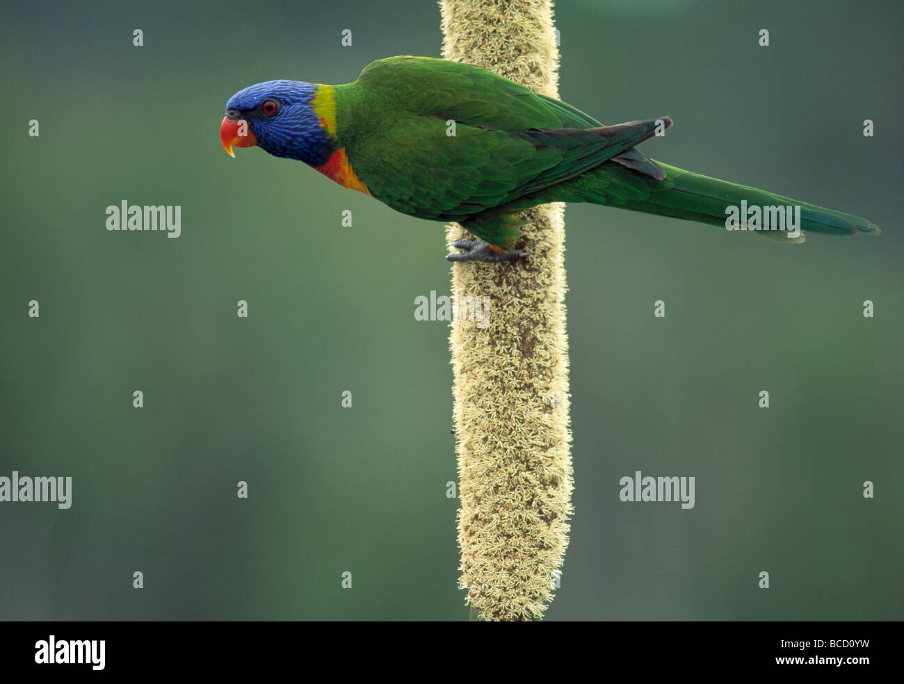 RAINBOW LORIKEET sur l'Herbe-arbre (Trichoglossus haematodus). Fraser Island National Park. Le Queensland. L'Australie Banque D'Images