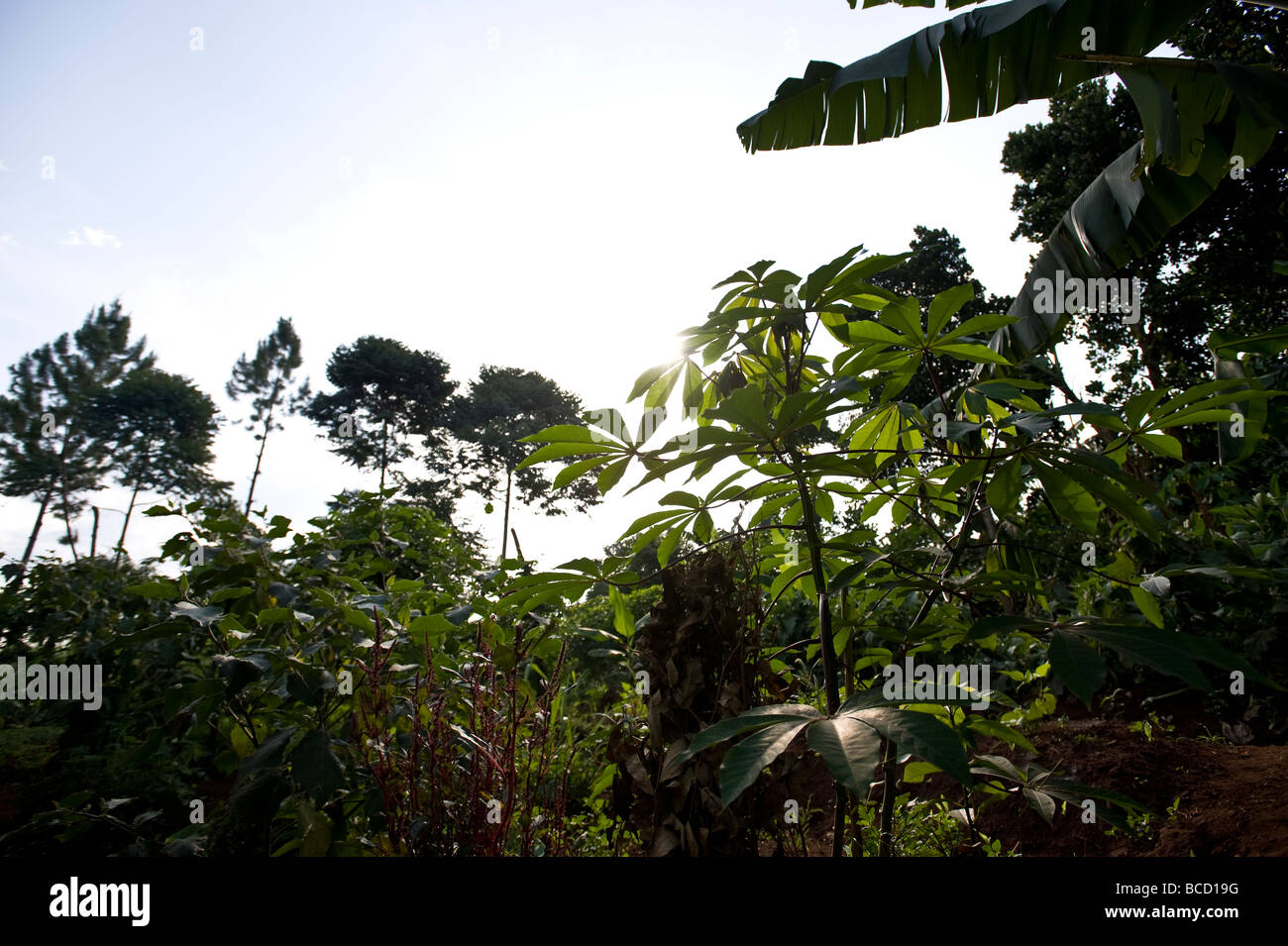 Les plants de manioc cultivé est de l'Ouganda Banque D'Images