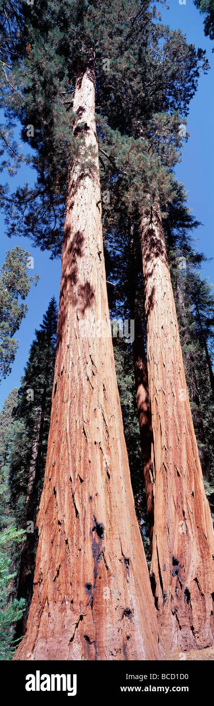 Le séquoia géant (Sequoia giganteum). Sequoia National Park. La Californie. USA Banque D'Images