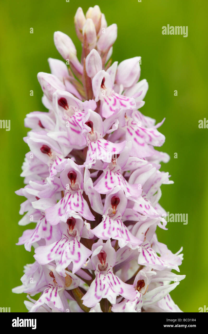 [Politique], [Orchidées tachetées Dactylorhiza fuchsii], UK, 'close up' Banque D'Images