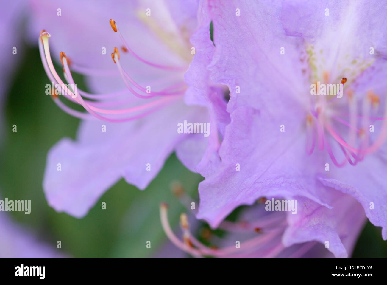 Couleurs douces et éthérées de fleurs d'azalées élégante fine art photography Photographie Jane Ann Butler JABP491 Banque D'Images