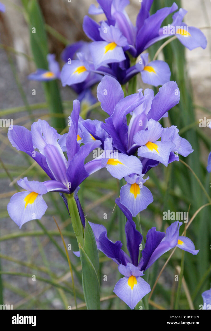 Iris, Iris xiphium espagnol, Iridaceae, au sud-ouest et le sud-est de l'Europe et l'Afrique du Nord. Aka le petit bulbe d'Iris à racines profondes. Banque D'Images