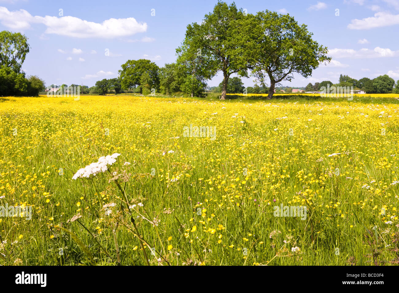 Un champ de renoncules près de Birdwood, Gloucestershire Banque D'Images