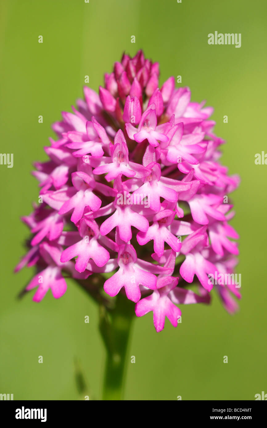 [Orchidée pyramidale], [Anacamptis pyramidalis], UK, 'close up' Banque D'Images
