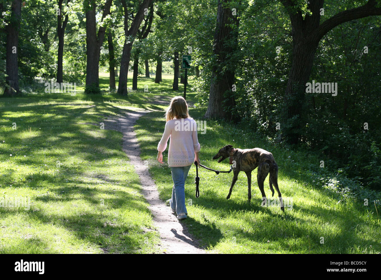 Une fille qui marche un lévrier chien dans un parc, vue de derrière. Banque D'Images