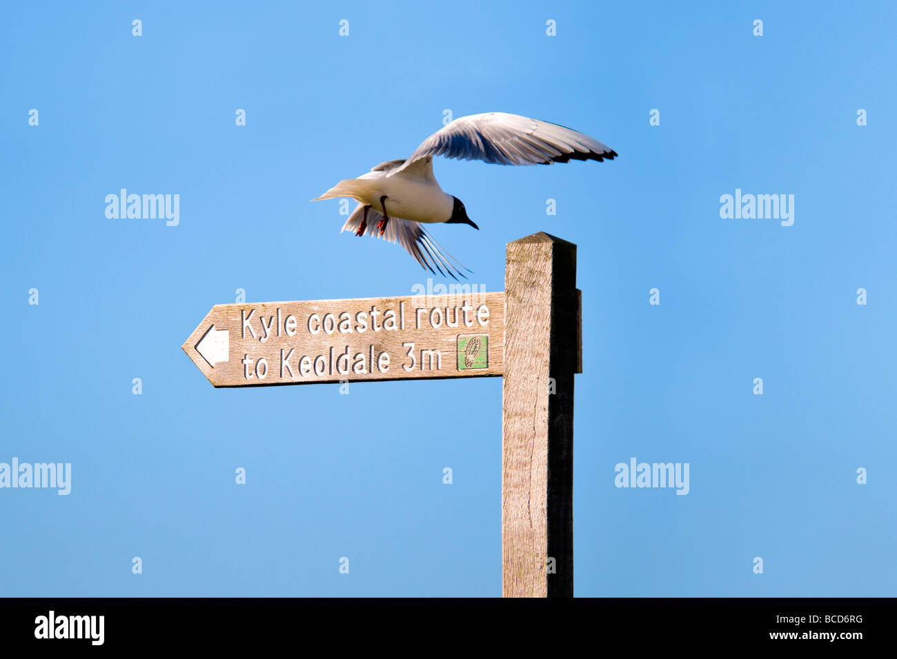 Mouette à Balnakeil bay, l'Écosse s'envoler de sentier public panneau indiquant la route côtière à Keoldale Kyle Banque D'Images