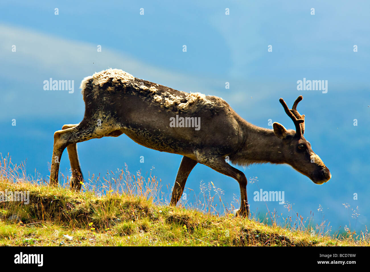 FOREST le renne (Rangifer tarandus fennicus) Banque D'Images