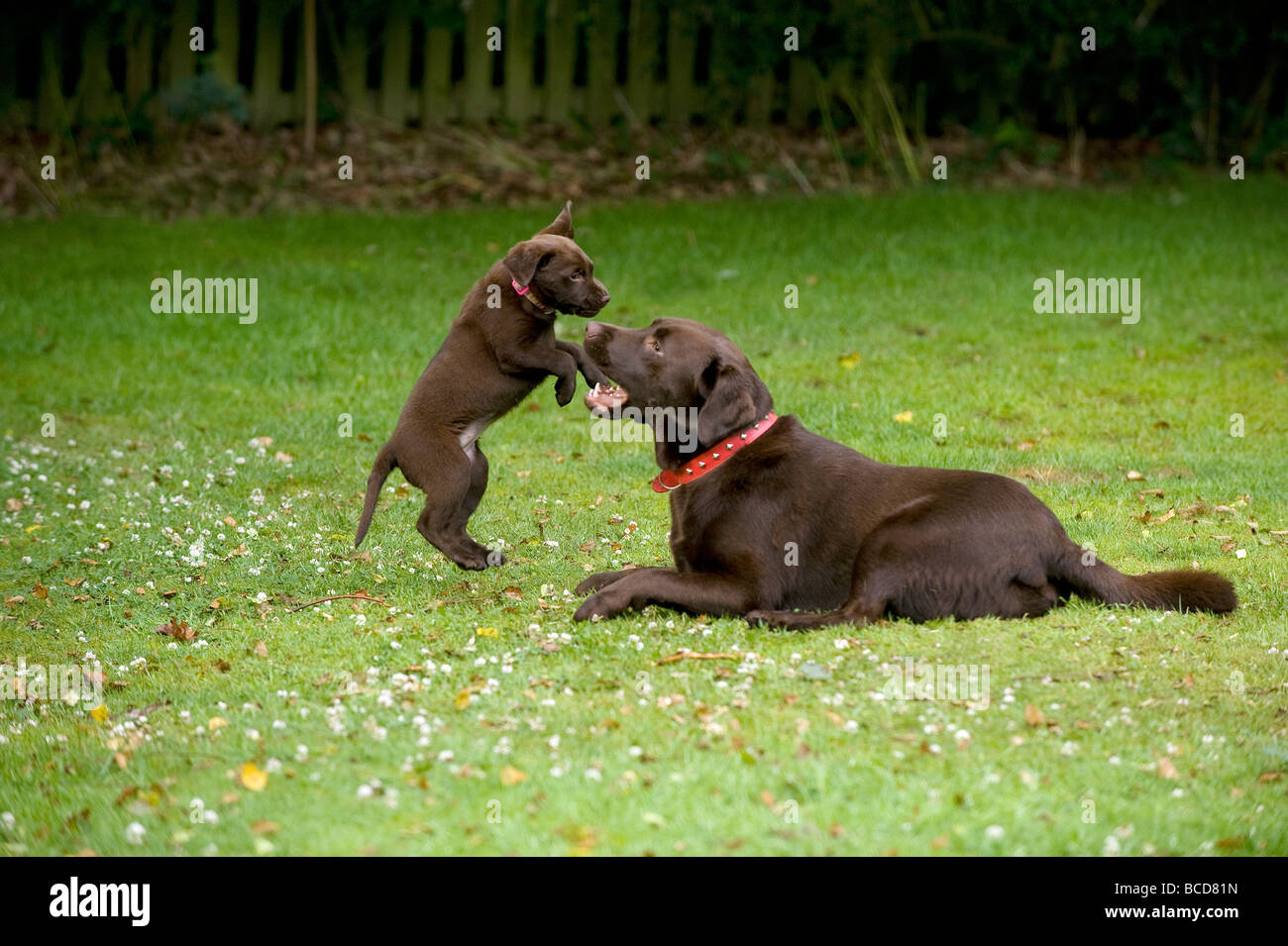 Chiot labrador chocolat jouer avec chien âgé Banque D'Images