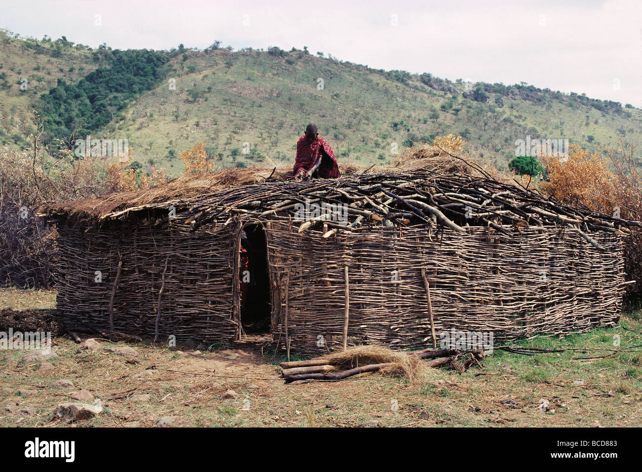 Masaï travaillant sur toit de nouvelle cabane Masai Mara National Reserve Kenya Afrique de l'Est Banque D'Images