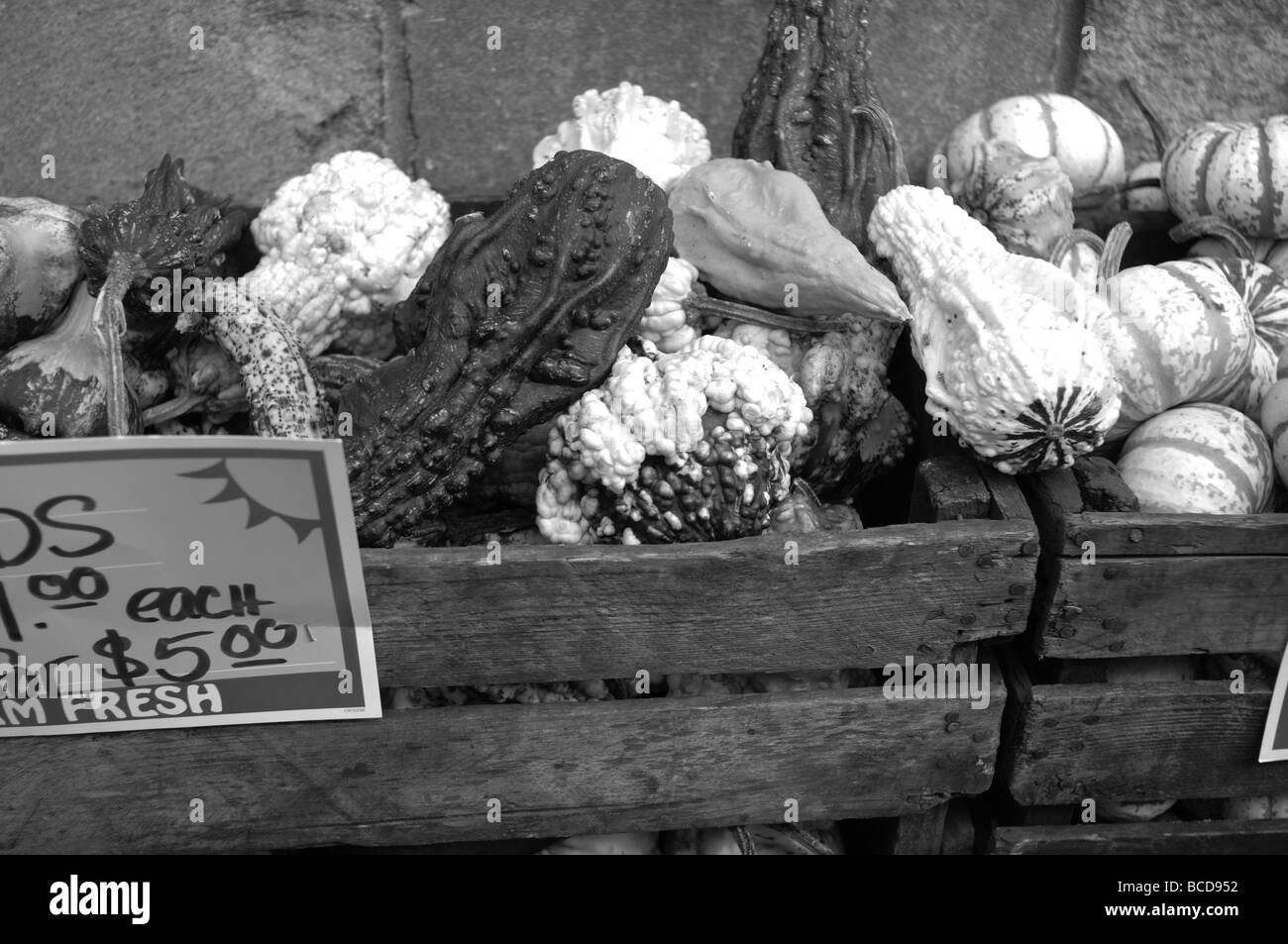 Cucurbita maxima, l'un d'au moins cinq espèces de courges cultivées, est l'un des plus diverses espèces domestiques, peut-être wifi Banque D'Images