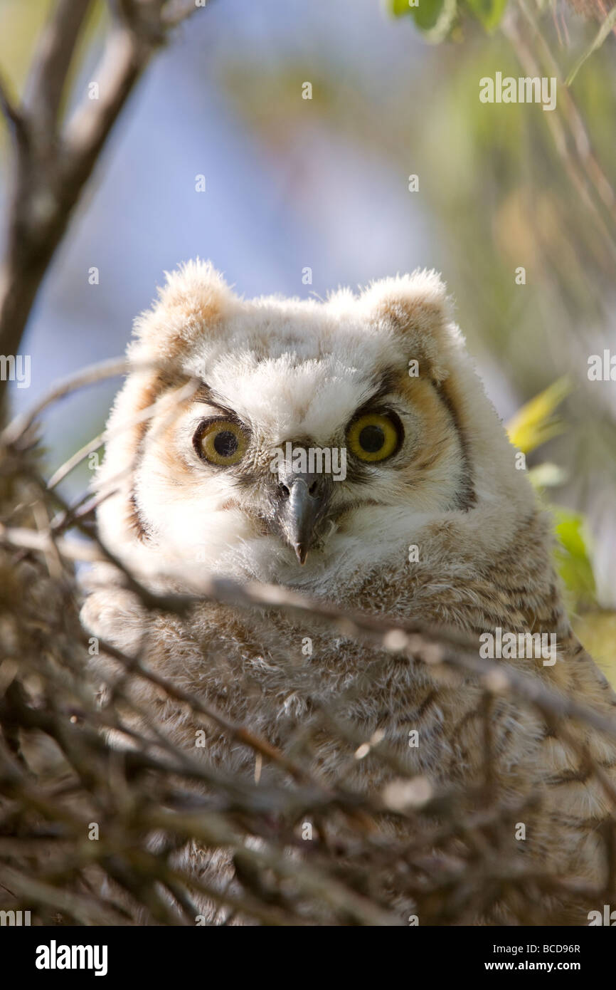 Grand-duc d'Amérique Bébés Owlets in Nest Banque D'Images