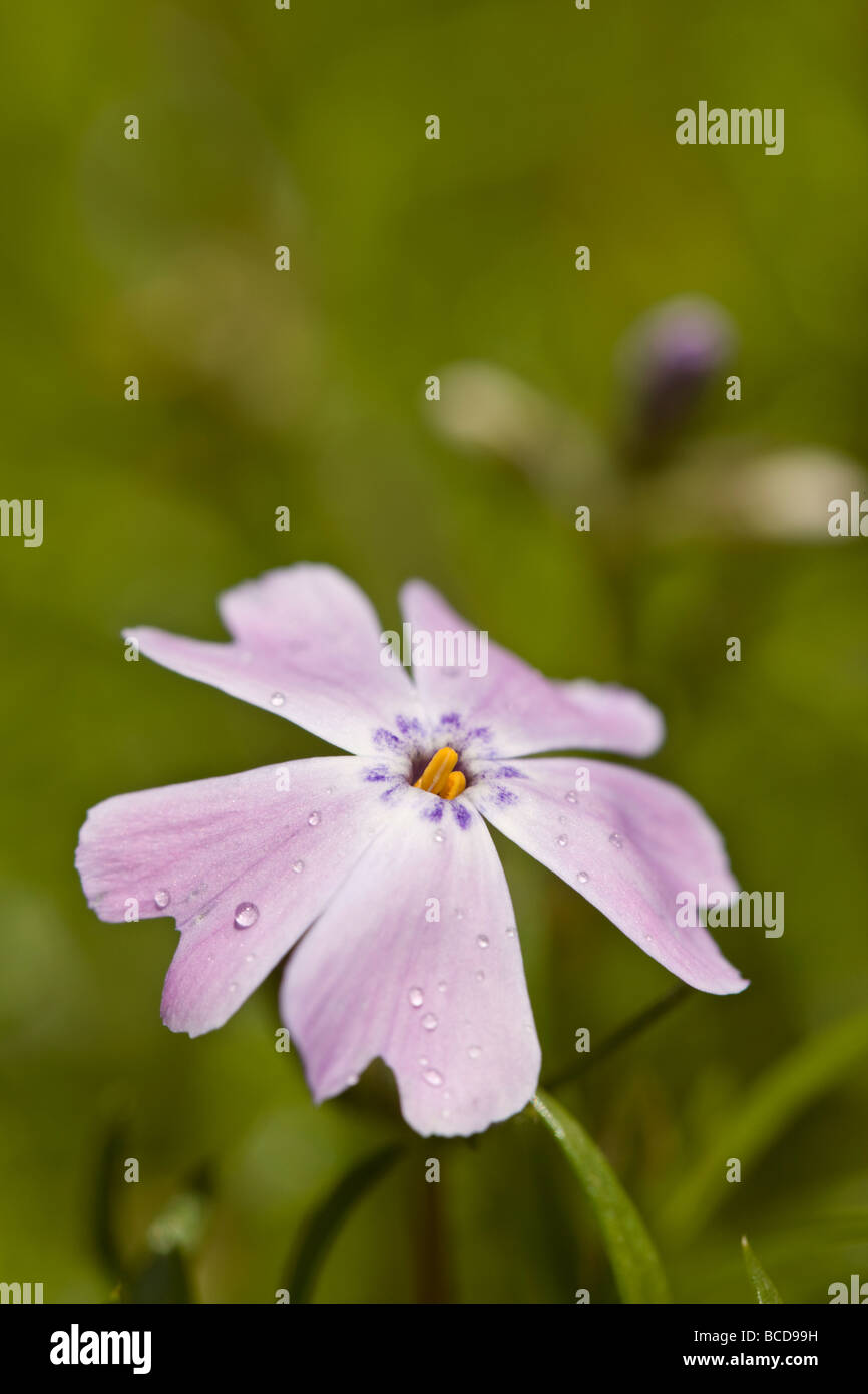 Fleurs violettes colorées et de rosée du matin Banque D'Images