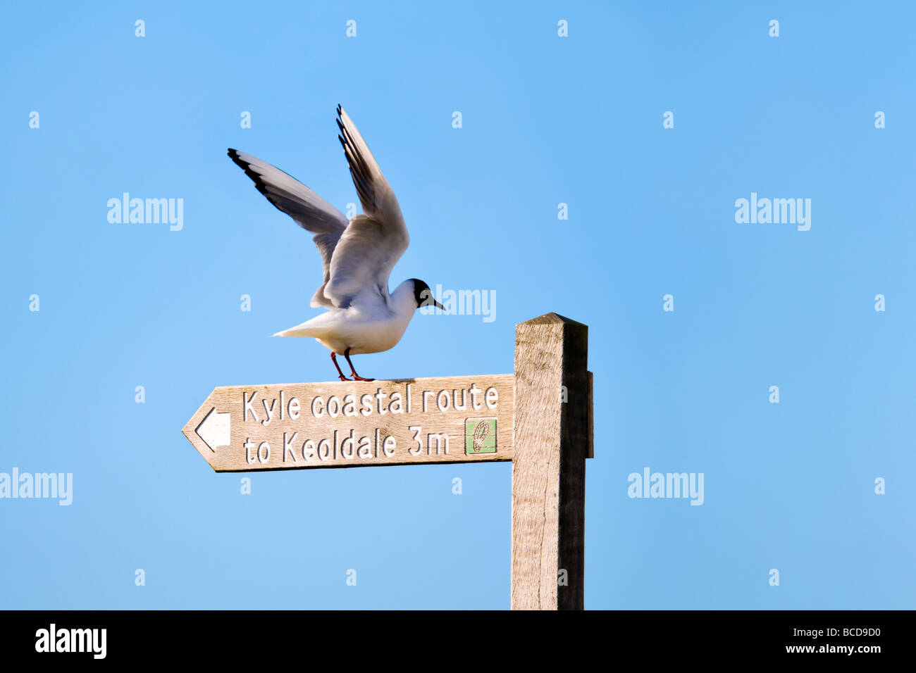 Mouette à Balnakeil bay, l'Écosse s'étendant des ailes pour décoller sur un panneau pour Kyle route côtière à Keoldale Banque D'Images