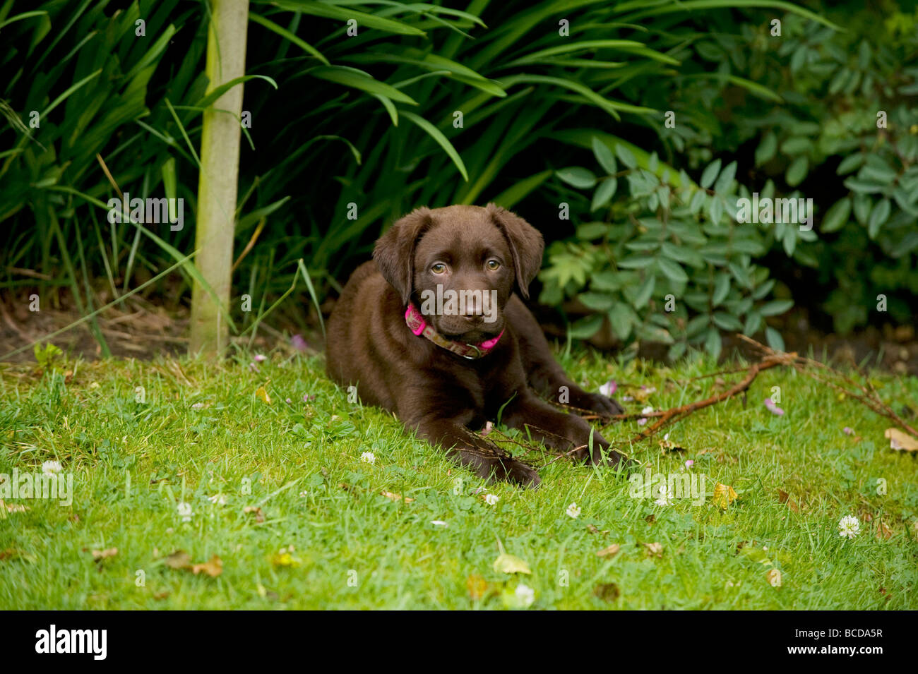 Chiot labrador chocolat couché dans jardin Banque D'Images