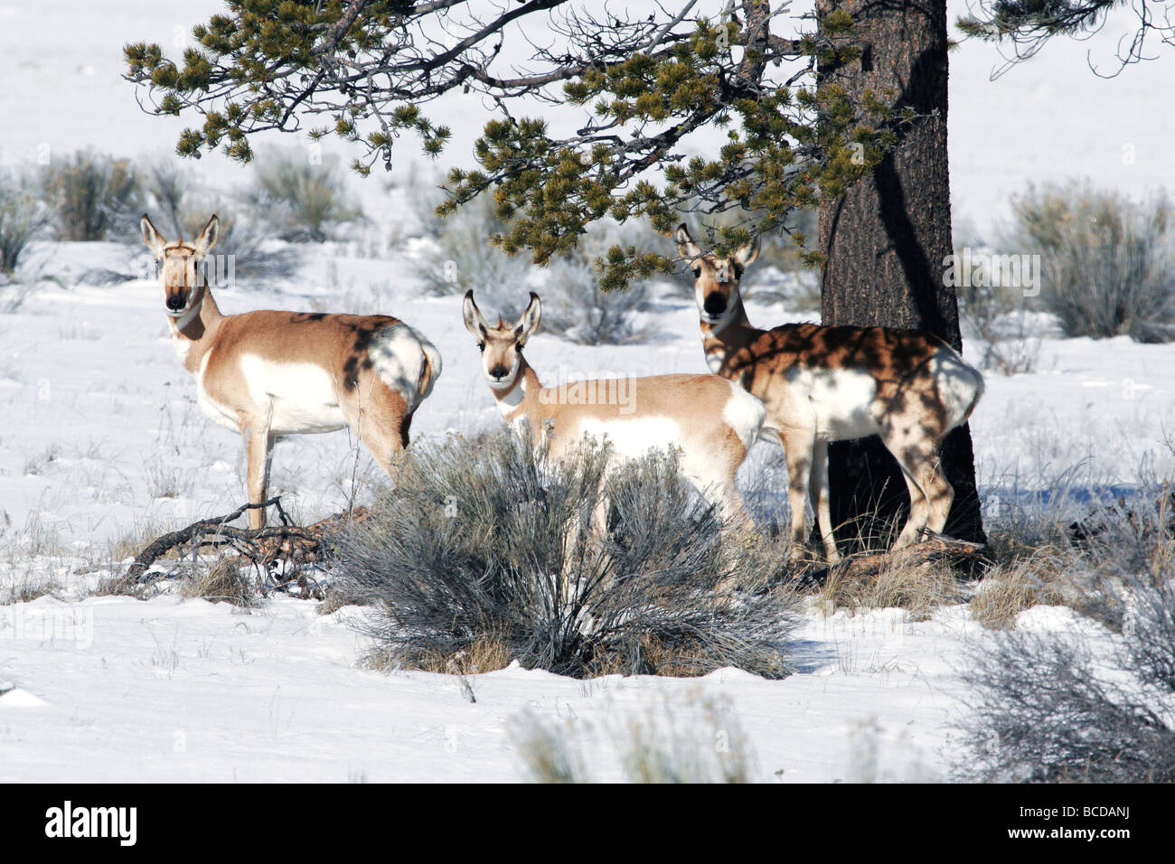 L'Antilope trois sous un arbre dans la neige à la recherche de l'appareil photo. Banque D'Images