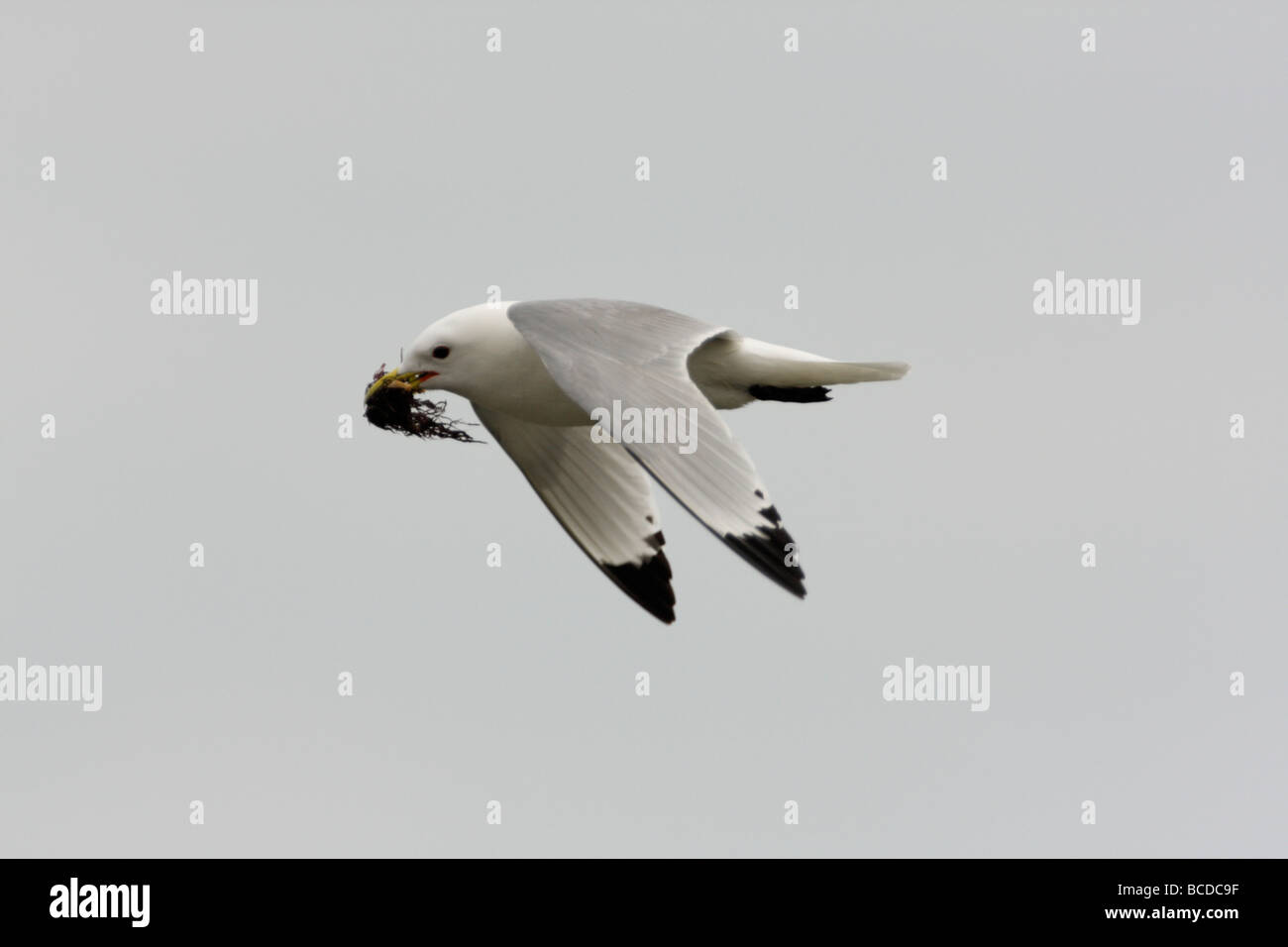 , Mouette tridactyle (Rissa tridactyla), en vol, transportant des matériaux de nidification comme les algues Banque D'Images