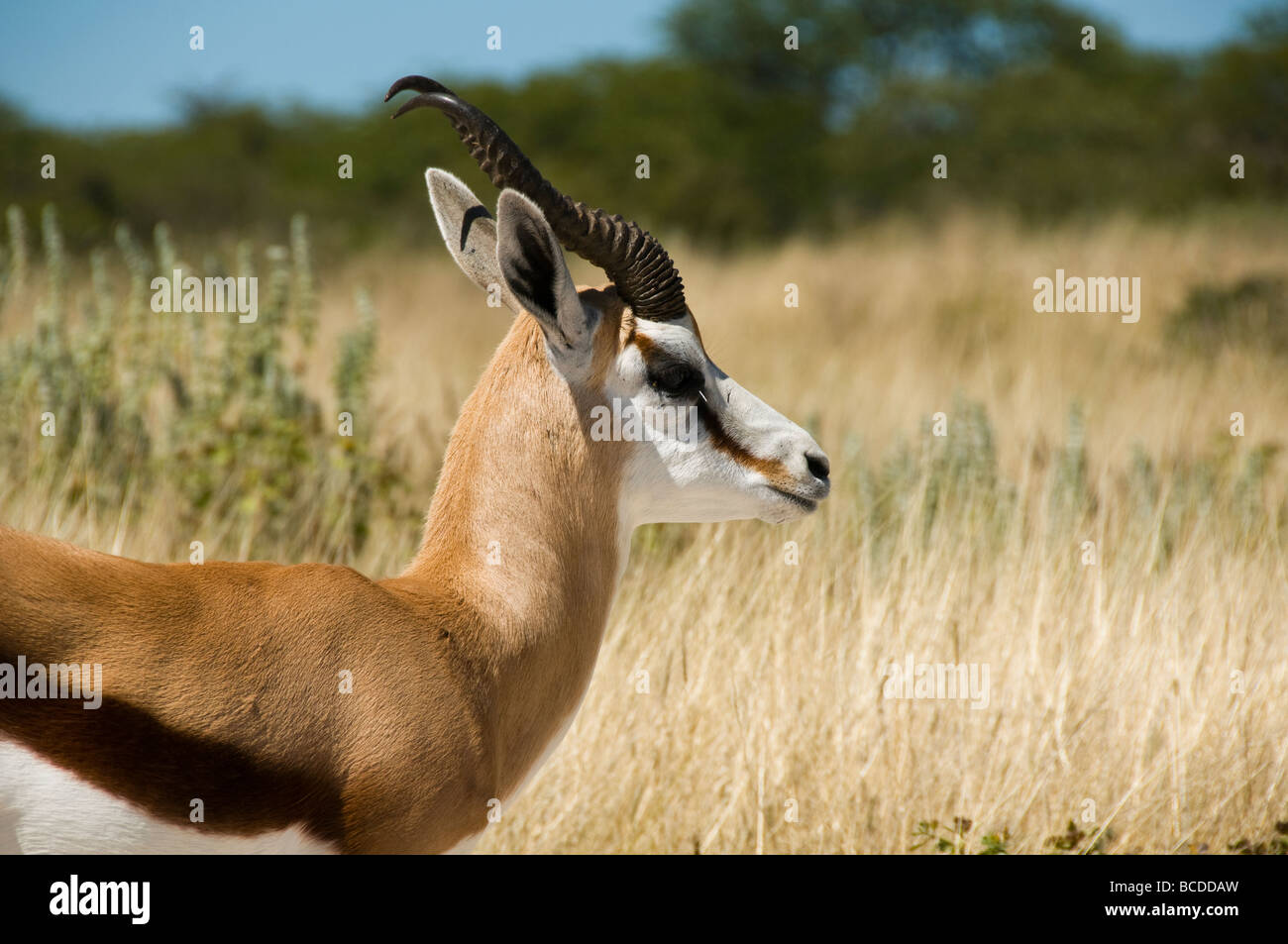 Le Springbok (Antidorcas marsupialis) dans le parc national d'Etosha en Namibie Banque D'Images