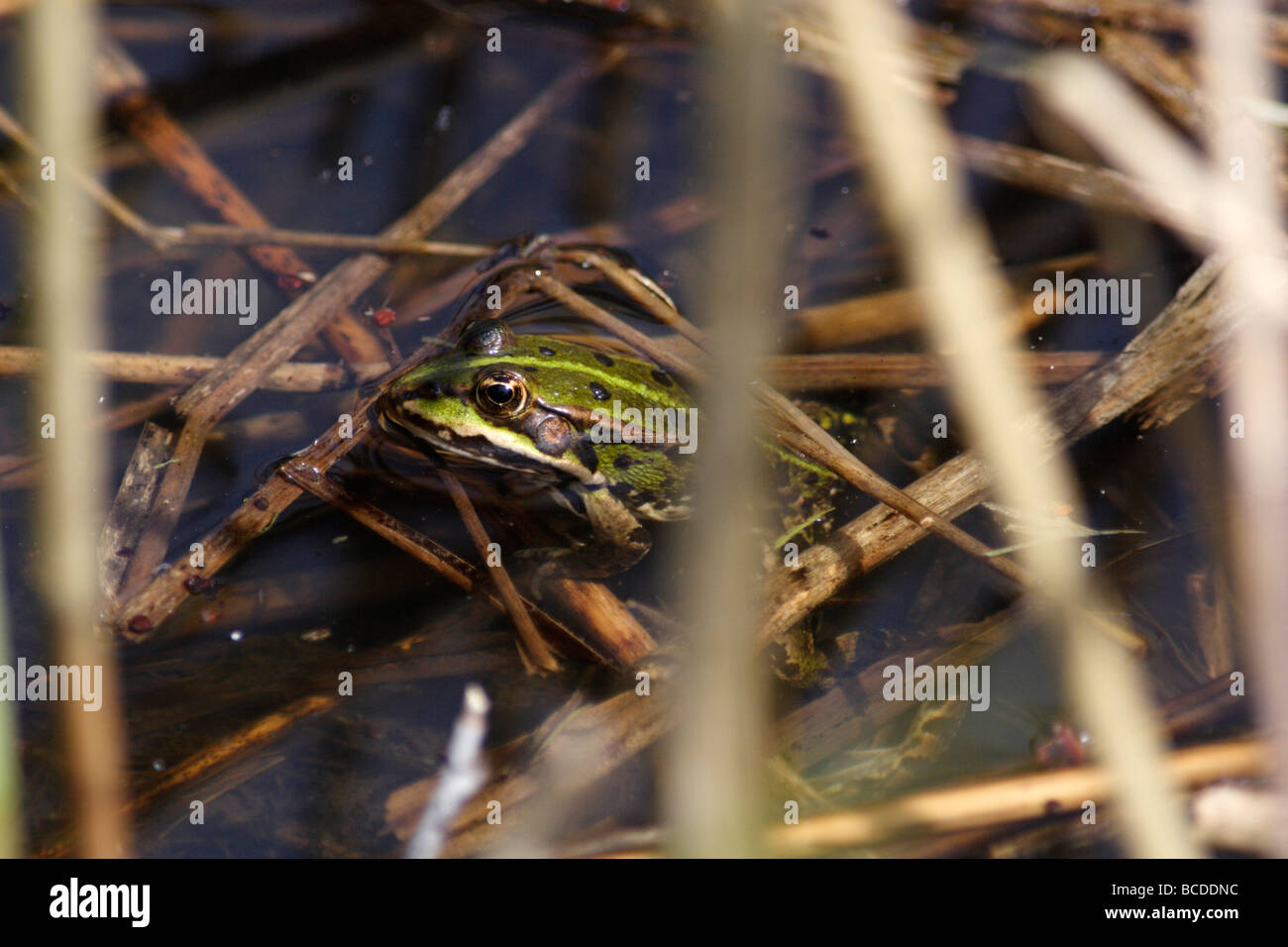 Rana kl. esculenta, la grenouille d'eau Banque D'Images