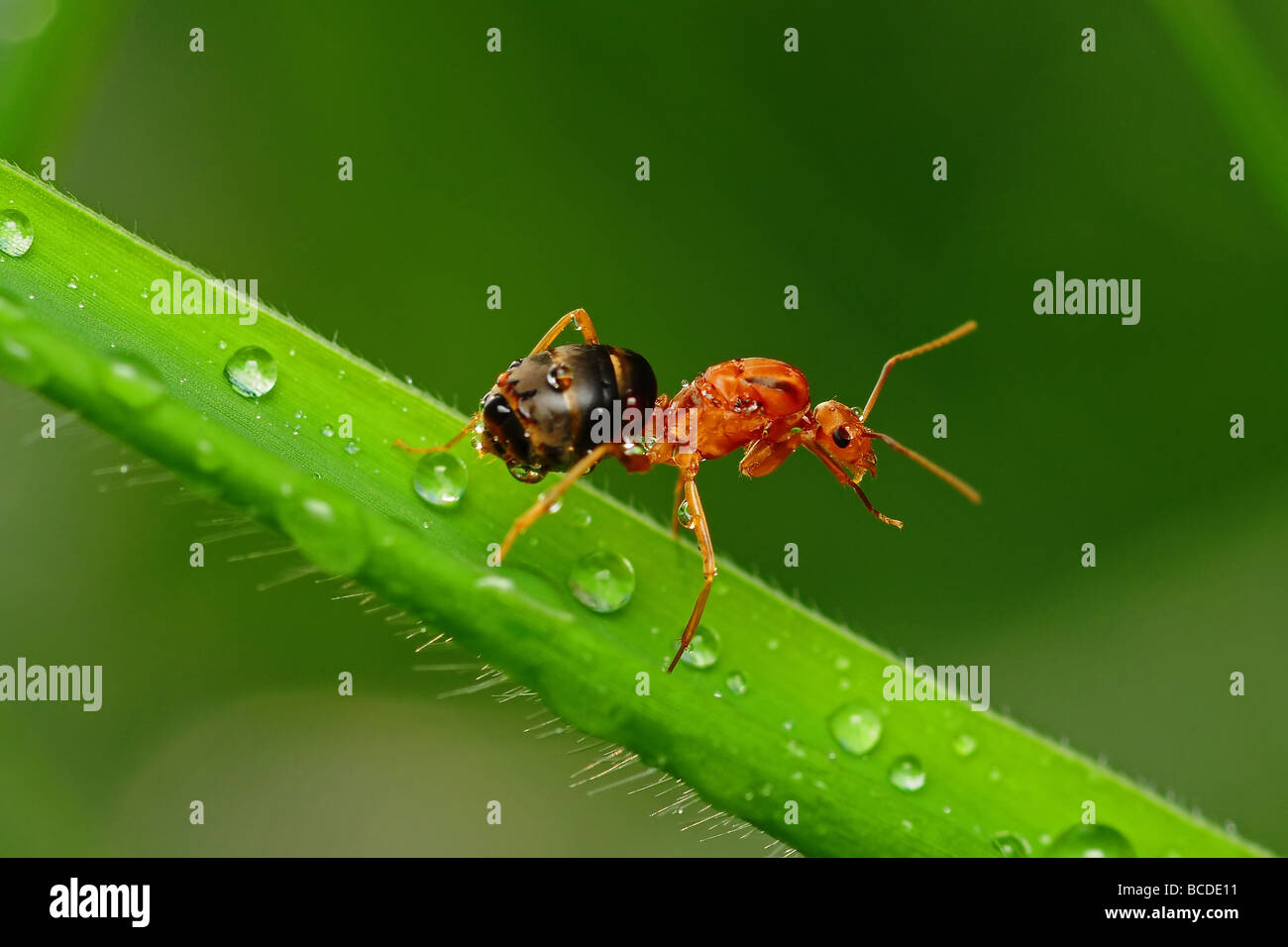 Red ant dans les parcs Banque D'Images