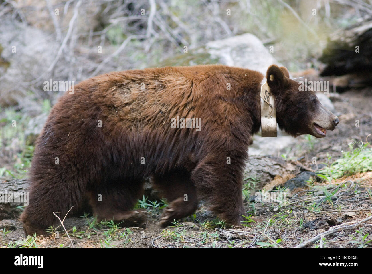 Un collier émetteur radio sow cannelle l'ours noir (Ursus americanus). Banque D'Images