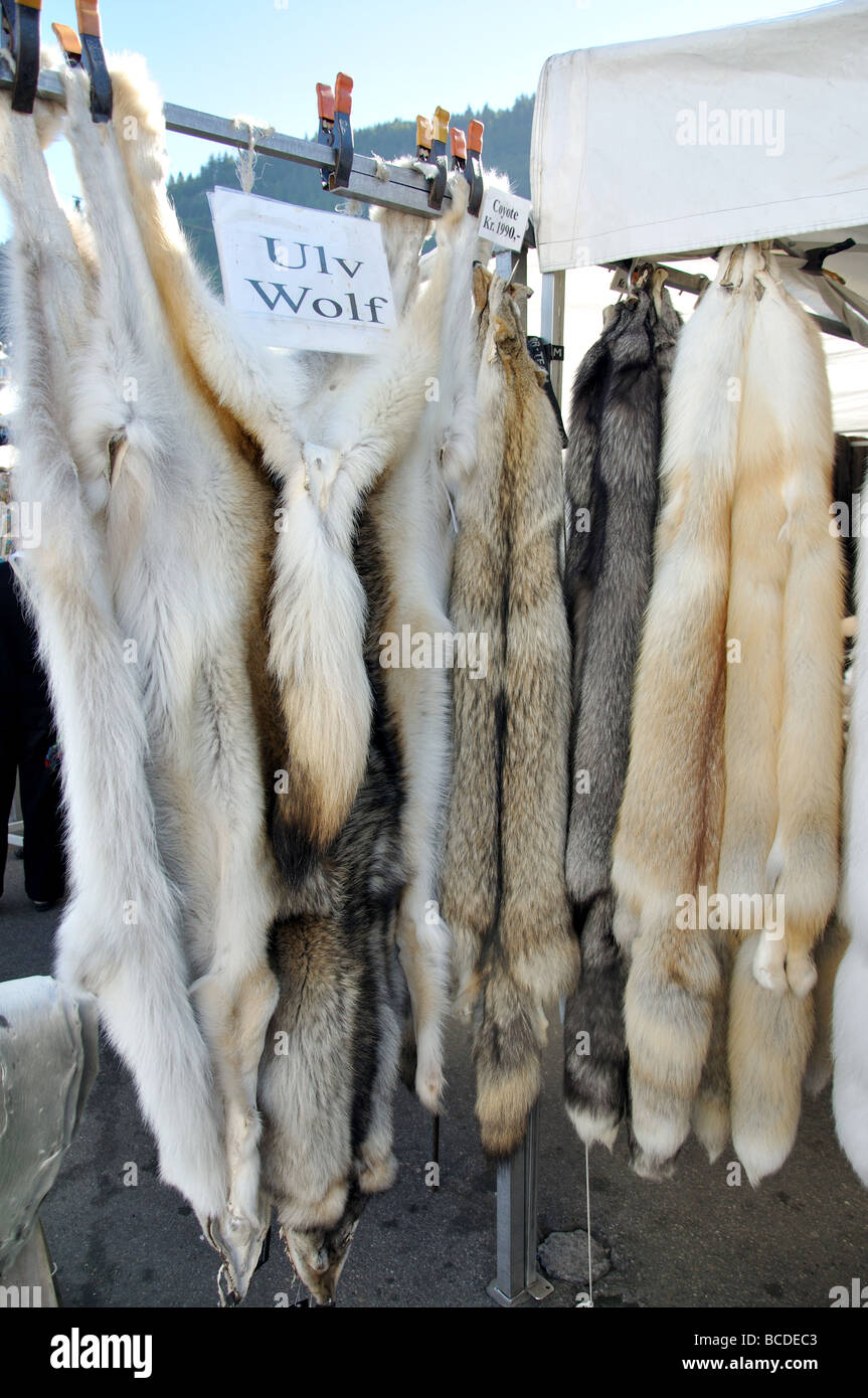 La fourrure de loup gris à vendre dans le marché aux poissons, Torget, Bergen, Hordaland, Norvège Banque D'Images