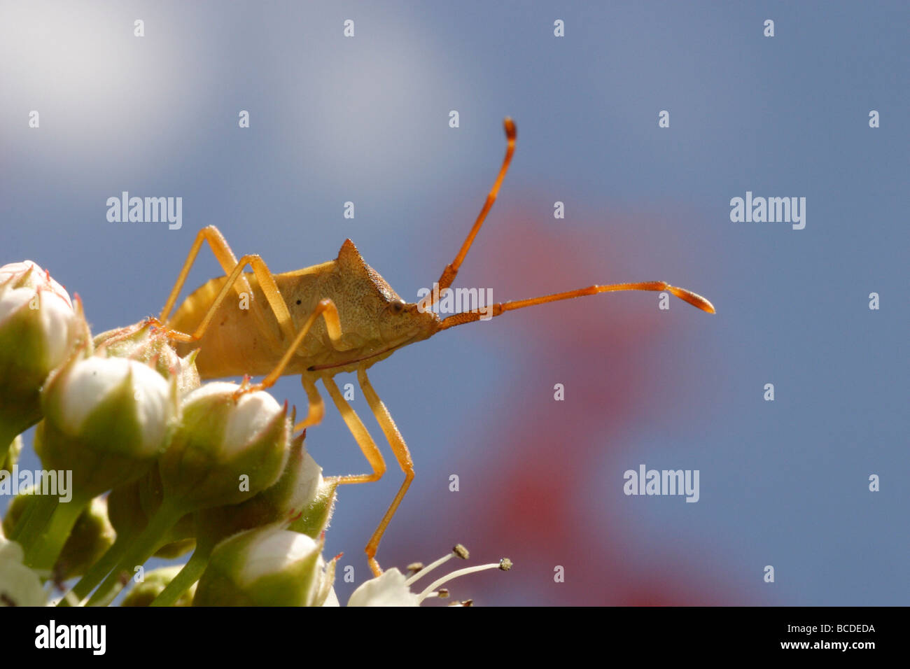 Un vrai bug des Pentatomidae, tourné contre le ciel bleu. Banque D'Images