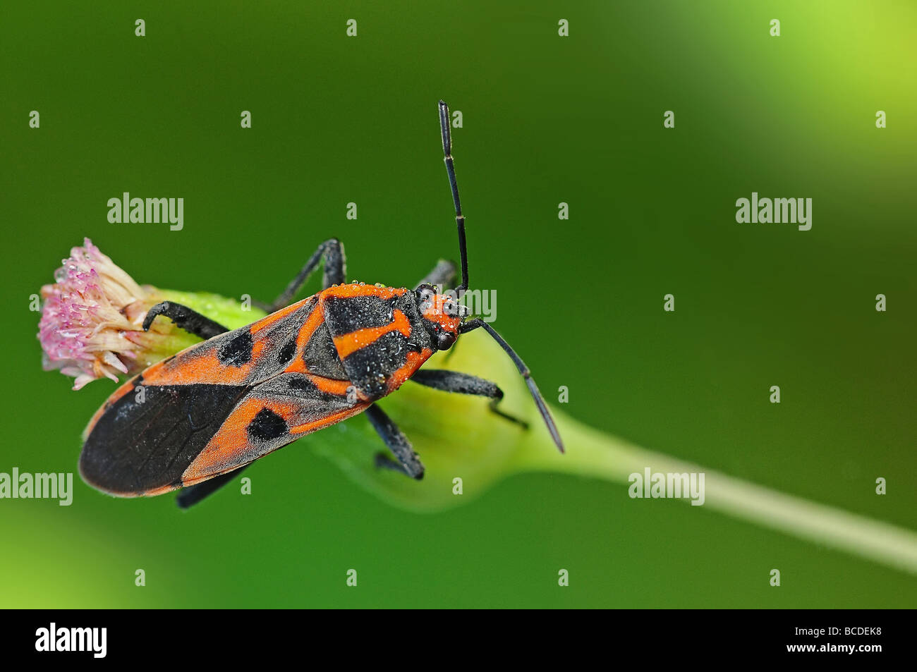 Stink bug dans les parcs Banque D'Images