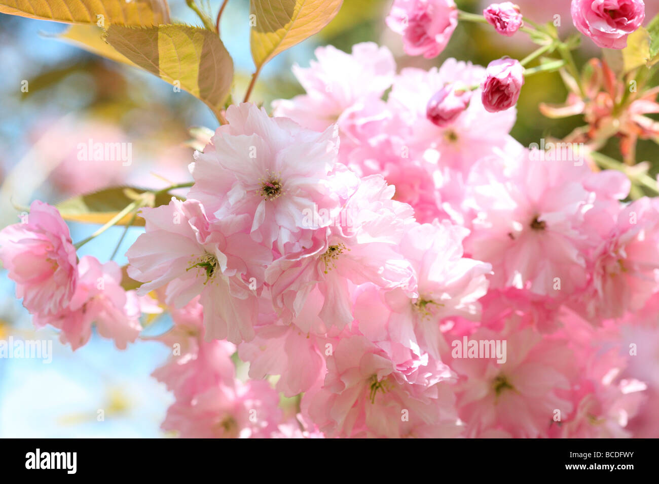 Un goût de printemps prunus japanese cherry blossom shirofugen fine art photography Photographie Jane Ann Butler JABP458 Banque D'Images