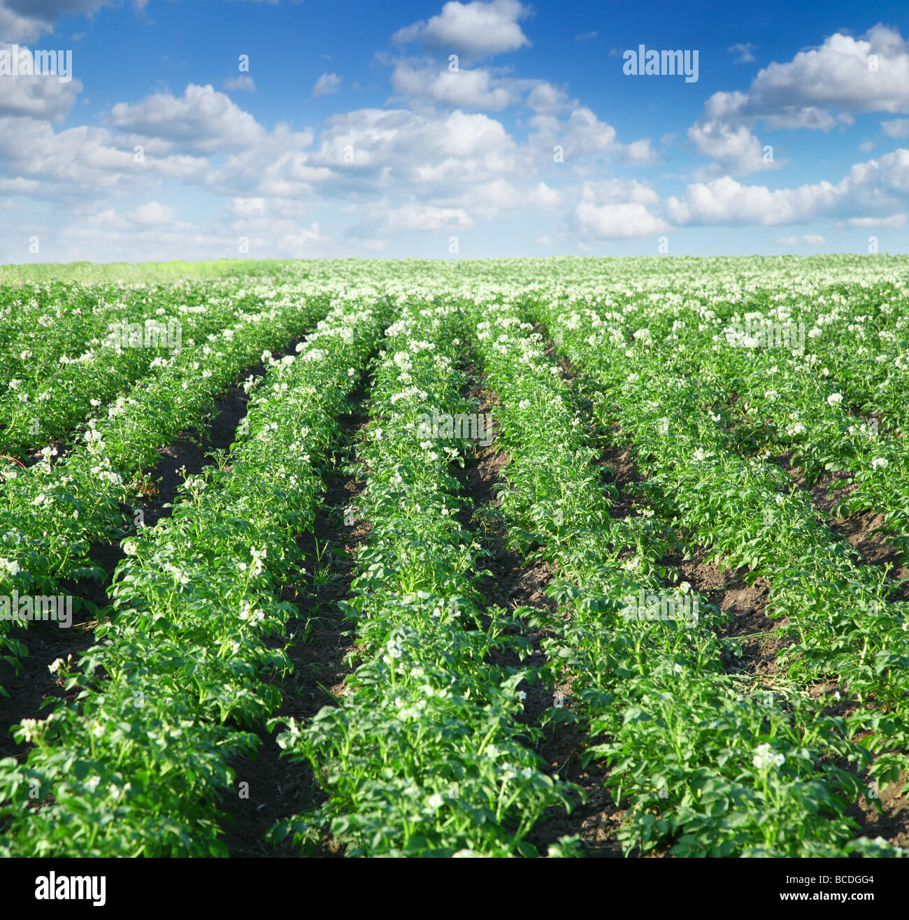 Champ de pommes de terre Banque de photographies et d’images à haute résolution Alamy