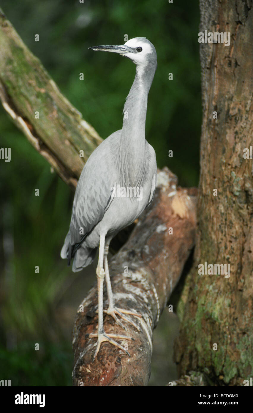 Les longues jambes et le cou d'un White-Faced Heron perché dans un arbre. Banque D'Images